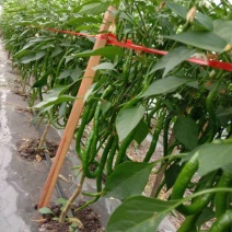 高黎贡山薄皮辣椒