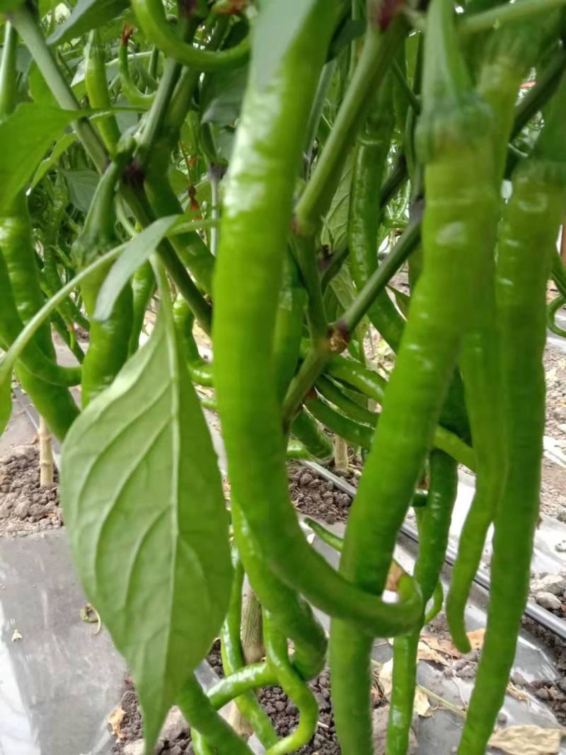 高黎贡山薄皮辣椒