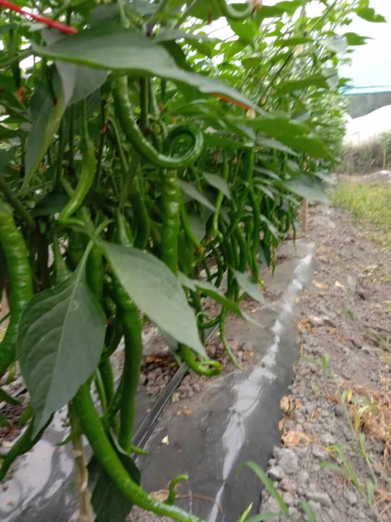 高黎贡山薄皮辣椒