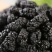 2023年新货桑葚干无沙桑葚食用泡酒泡茶桑葚干免洗食