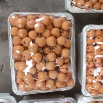 大五星枇巴，大量上市，价格美丽，品质有保证，口感甜