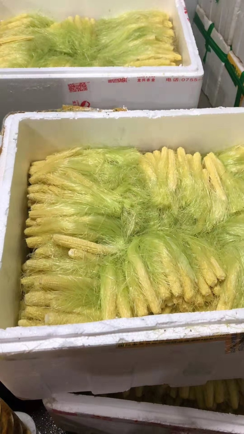 广东惠州博罗县玉米笋支持视频看货代发全国市场欢迎咨询