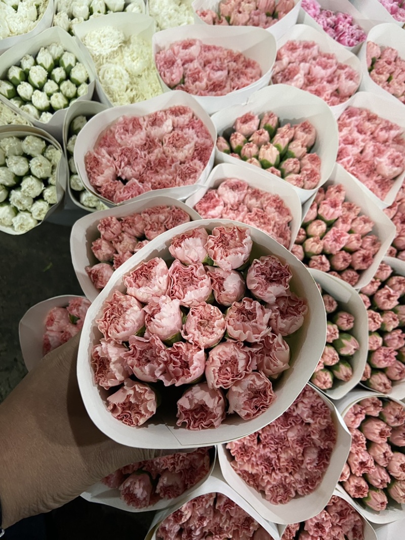 云南昆明斗南鲜花直发康乃馨，母亲节，量大从优