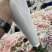 云南昆明斗南鲜花直发康乃馨，母亲节，量大从优