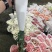 云南昆明斗南鲜花直发康乃馨，母亲节，量大从优