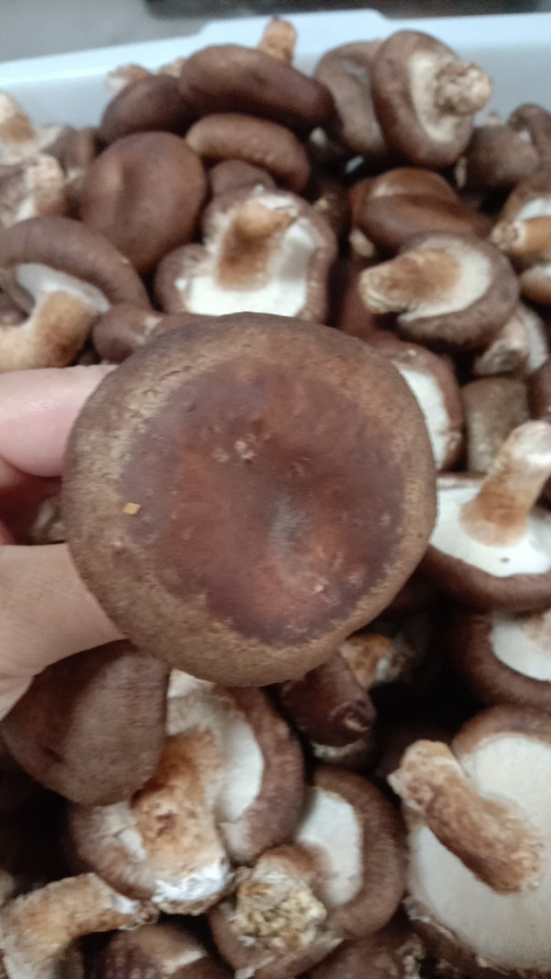 纯手工手切肉水饺