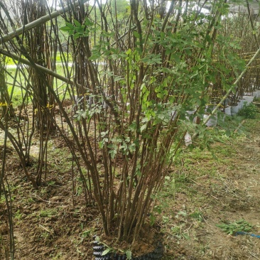 精品下山桩及熟桩南天竹