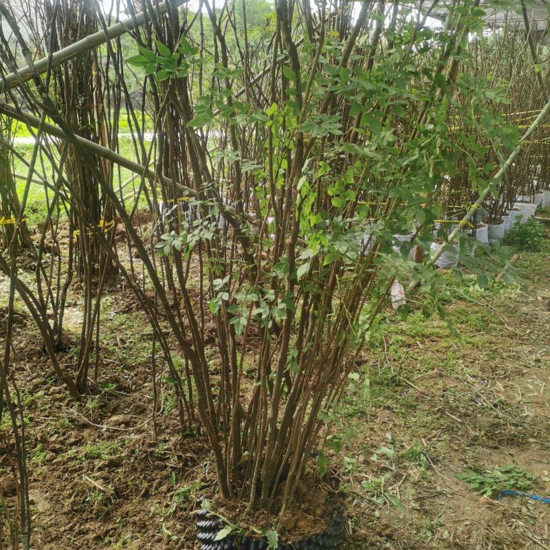 精品下山桩及熟桩南天竹