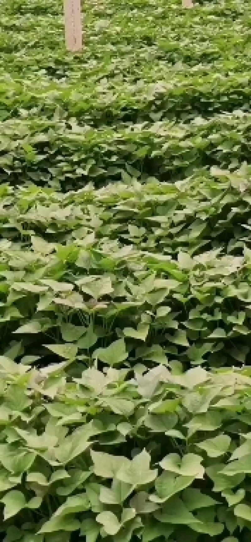 脱毒原种商薯苗，株高30公分以上，百株重二斤半以上的壮苗