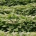 脱毒原种商薯苗，株高30公分以上，百株重二斤半以上的壮苗