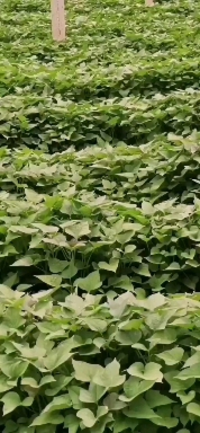 脱毒原种商薯苗，株高30公分以上，百株重二斤半以上的壮苗
