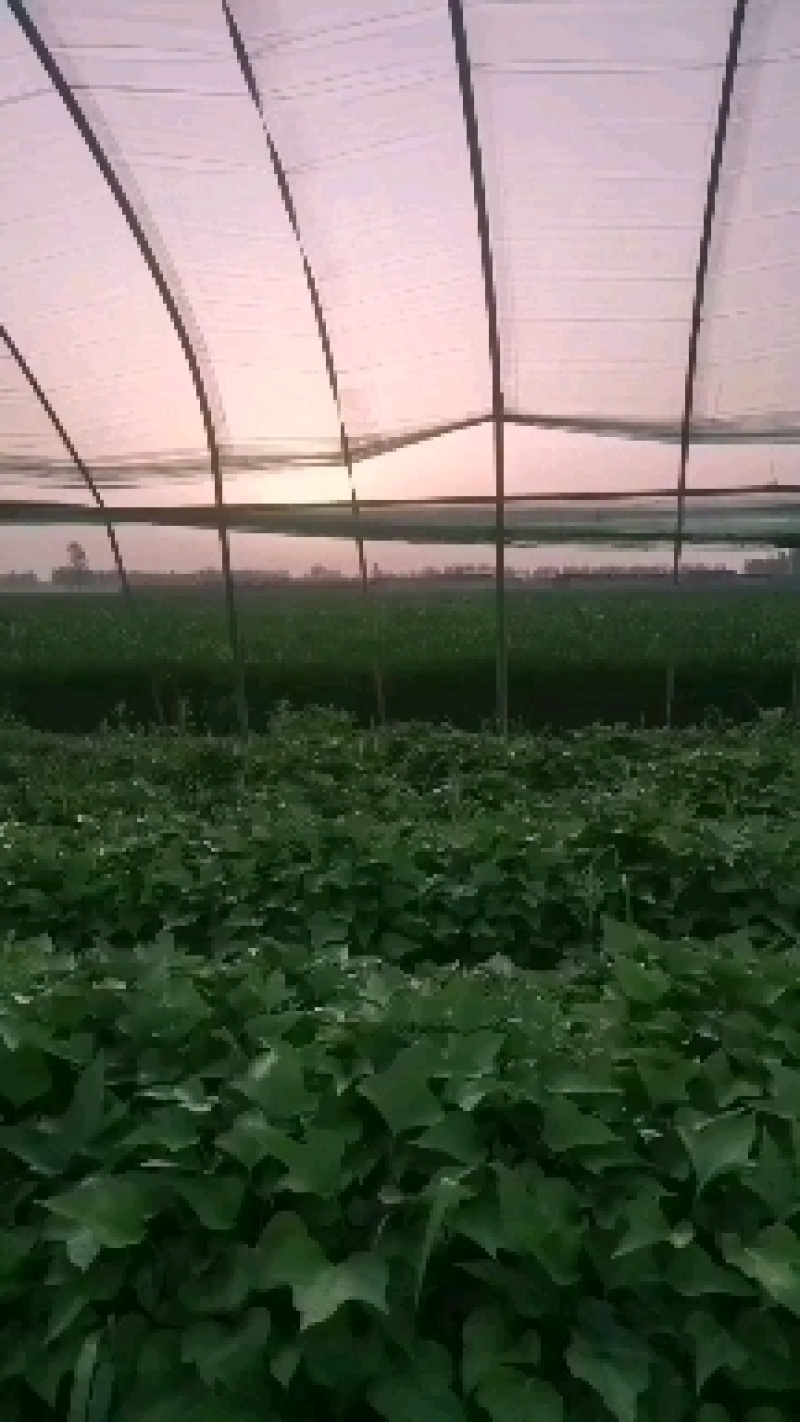 脱毒原种商薯苗，株高30公分以上，百株重二斤半以上的壮苗