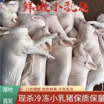 乳猪，量大优惠。厂家直销一手货源，质量保证全国发货。