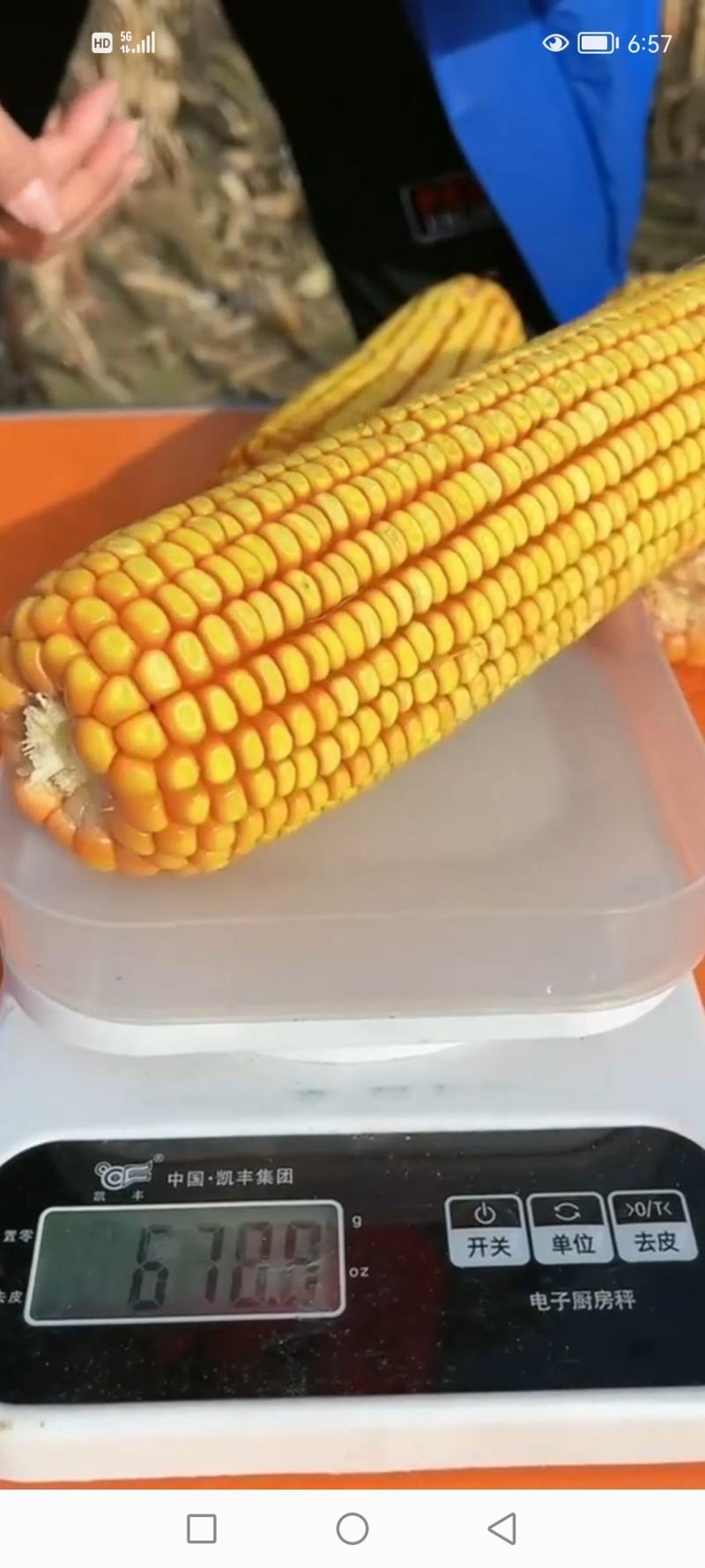 御香茶面