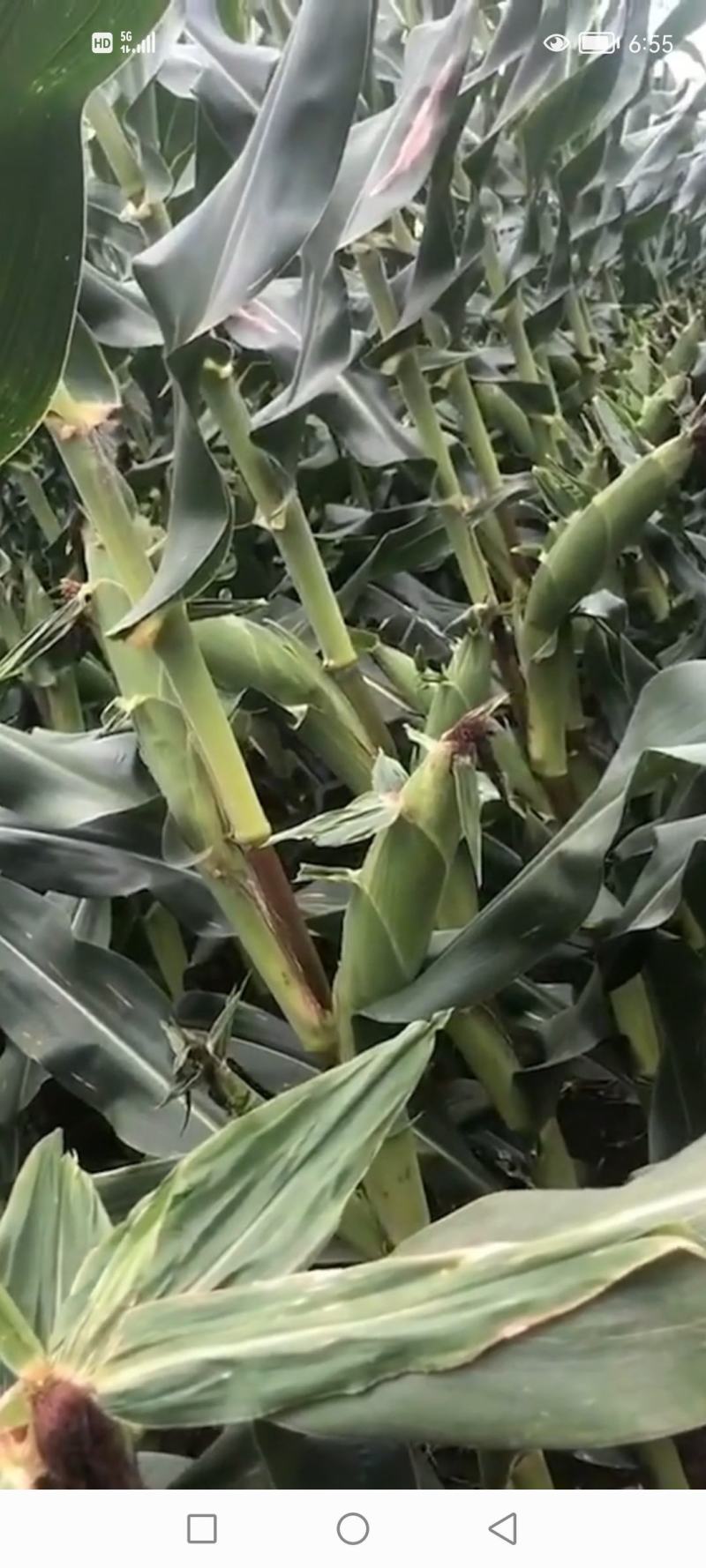 御香茶面