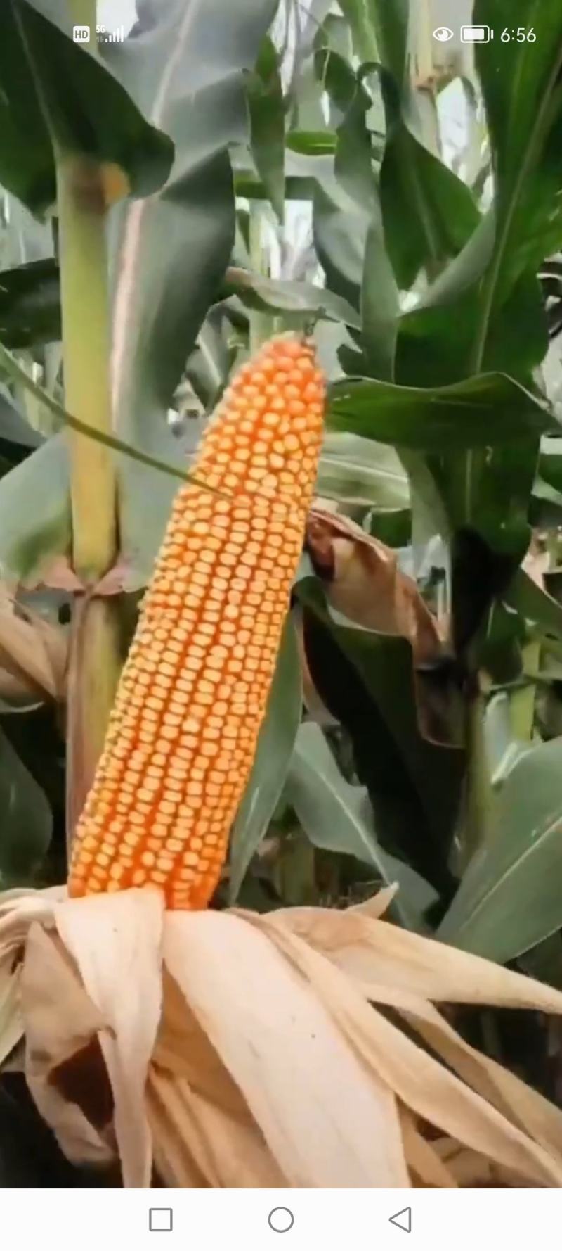 御香茶面