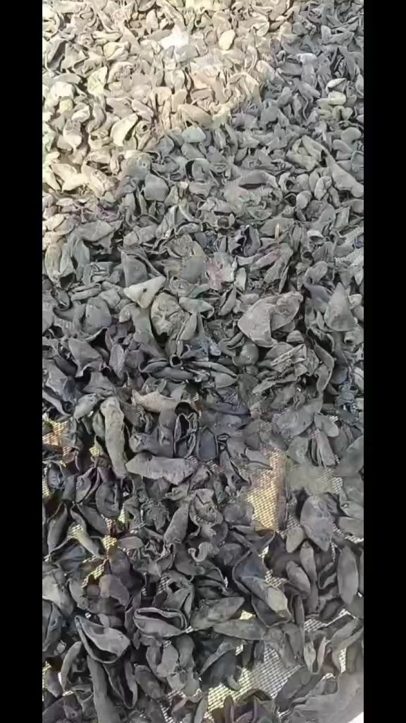 秋木耳源头批发