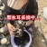 秋木耳源头批发