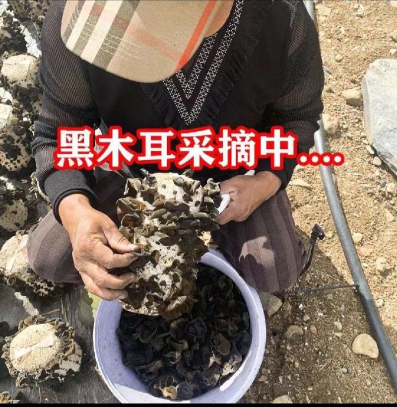 秋木耳源头批发