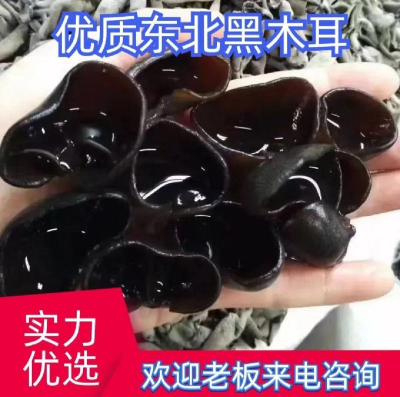 秋木耳源头批发