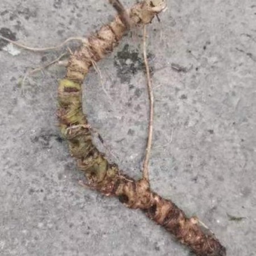 三七野生的新鲜货