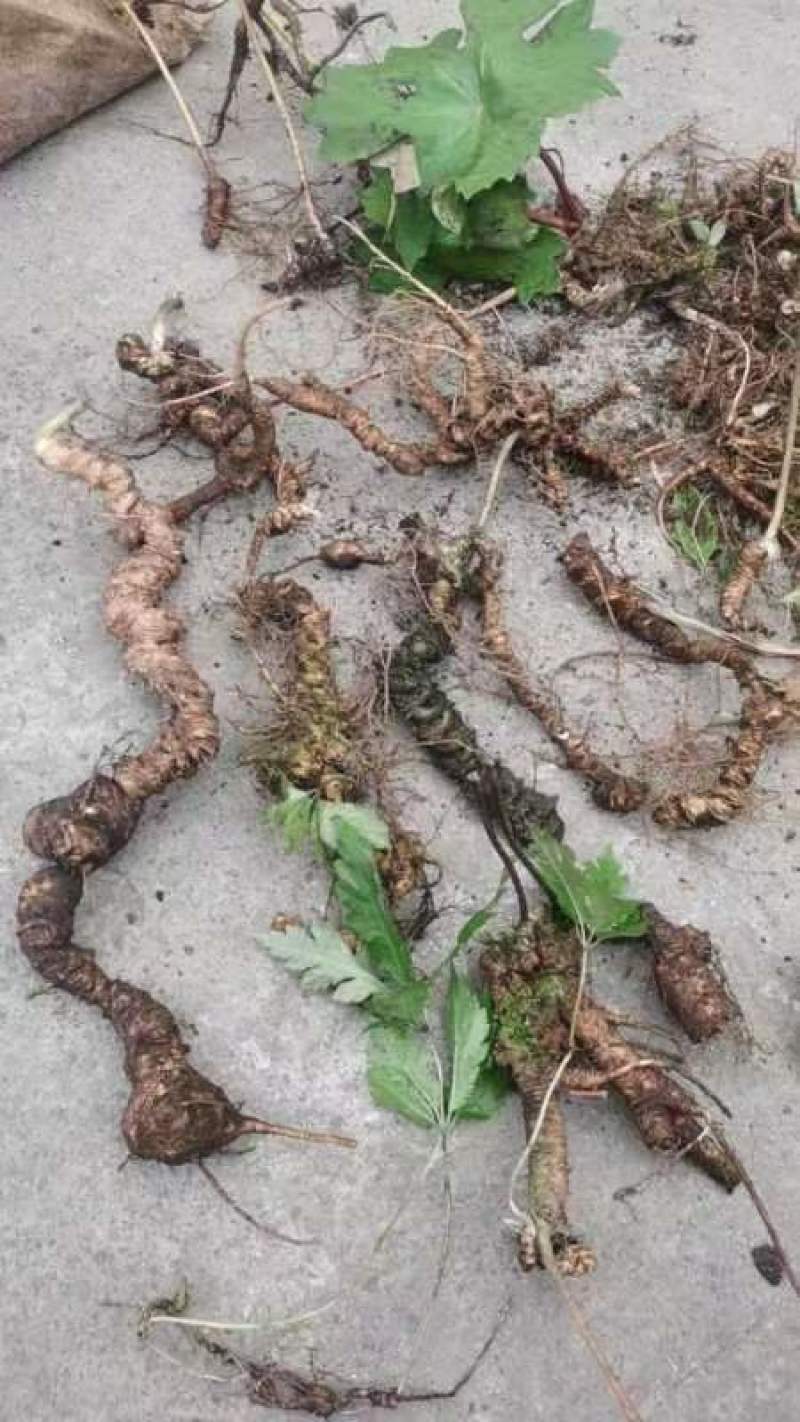 三七野生的新鲜货