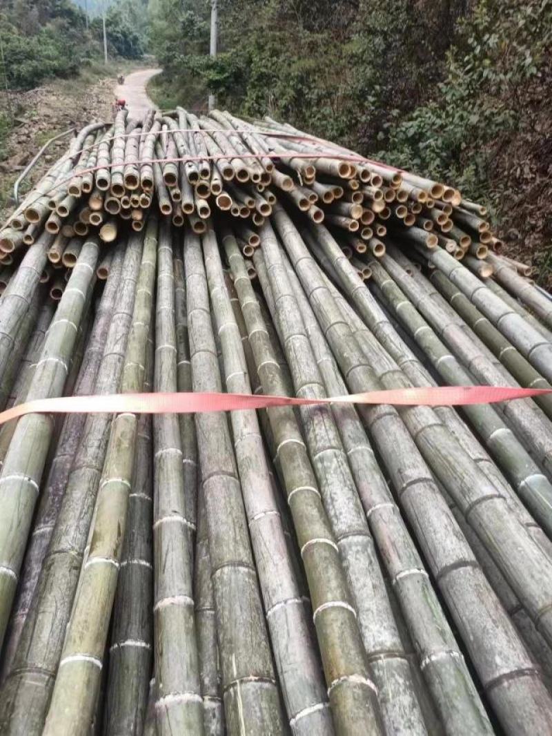 湖南排山竹，大棚养殖可视频看货
