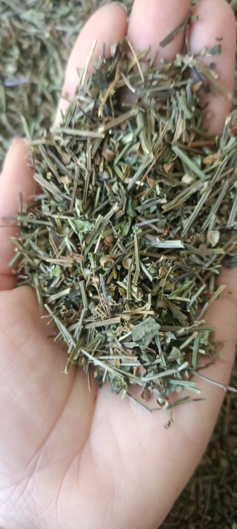 半枝莲，产地直销，新货，吸尘，过筛，加工磨粉，全国发货