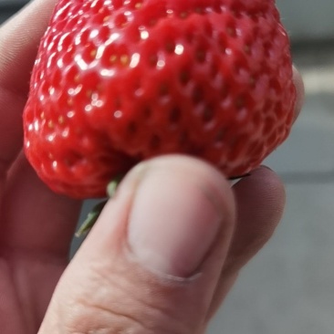 九九草莓代办