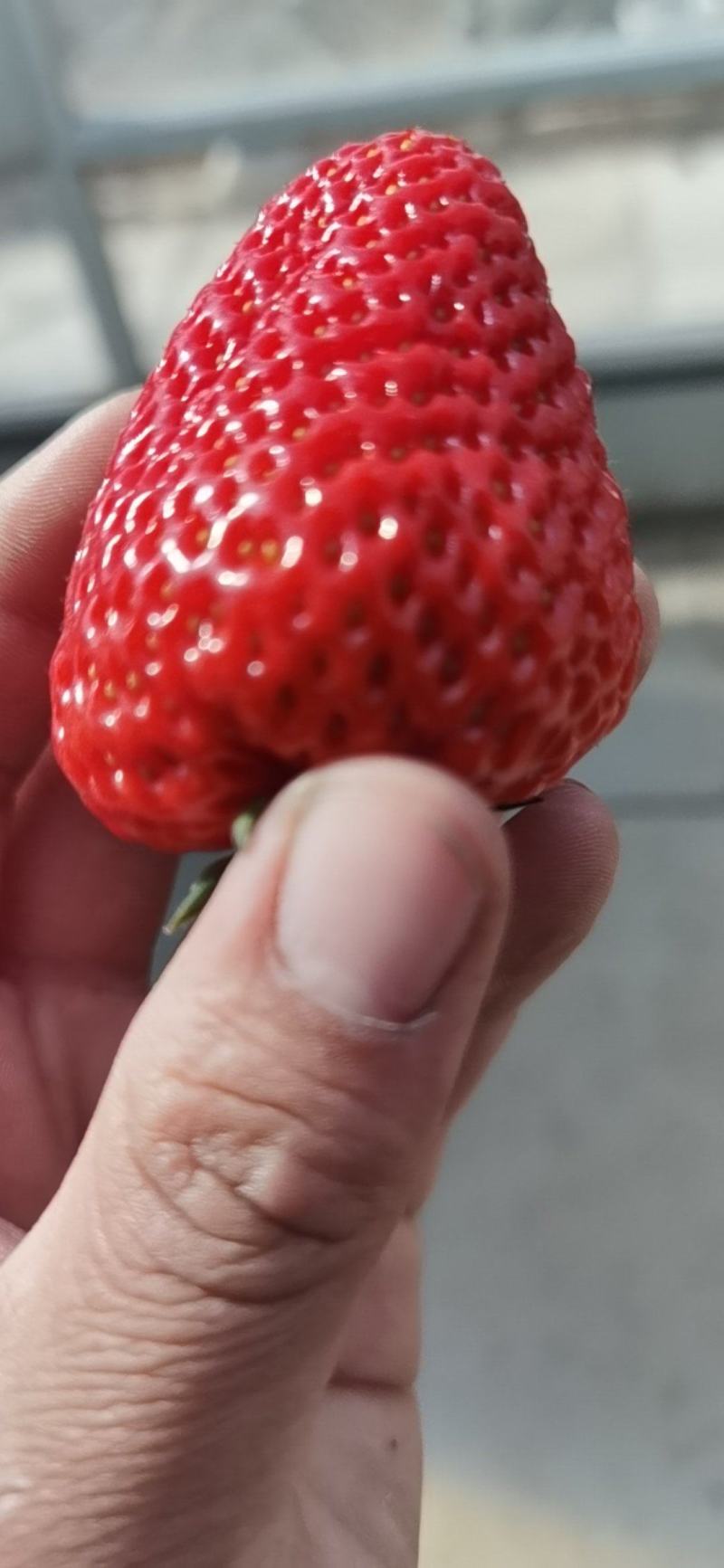 九九草莓代办