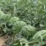 嘉年华西瓜