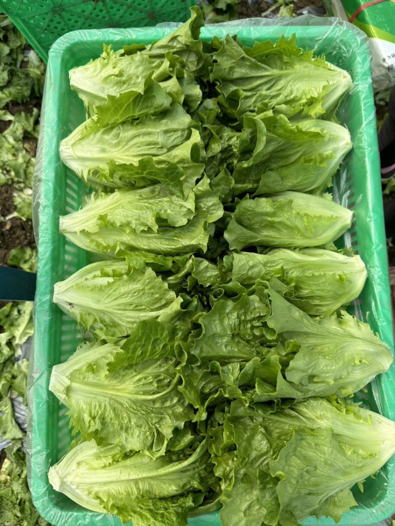 ［推荐］绿之源精品意大利生菜，全面供应大型冷库预冷
