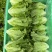 ［推荐］绿之源精品意大利生菜，全面供应大型冷库预冷