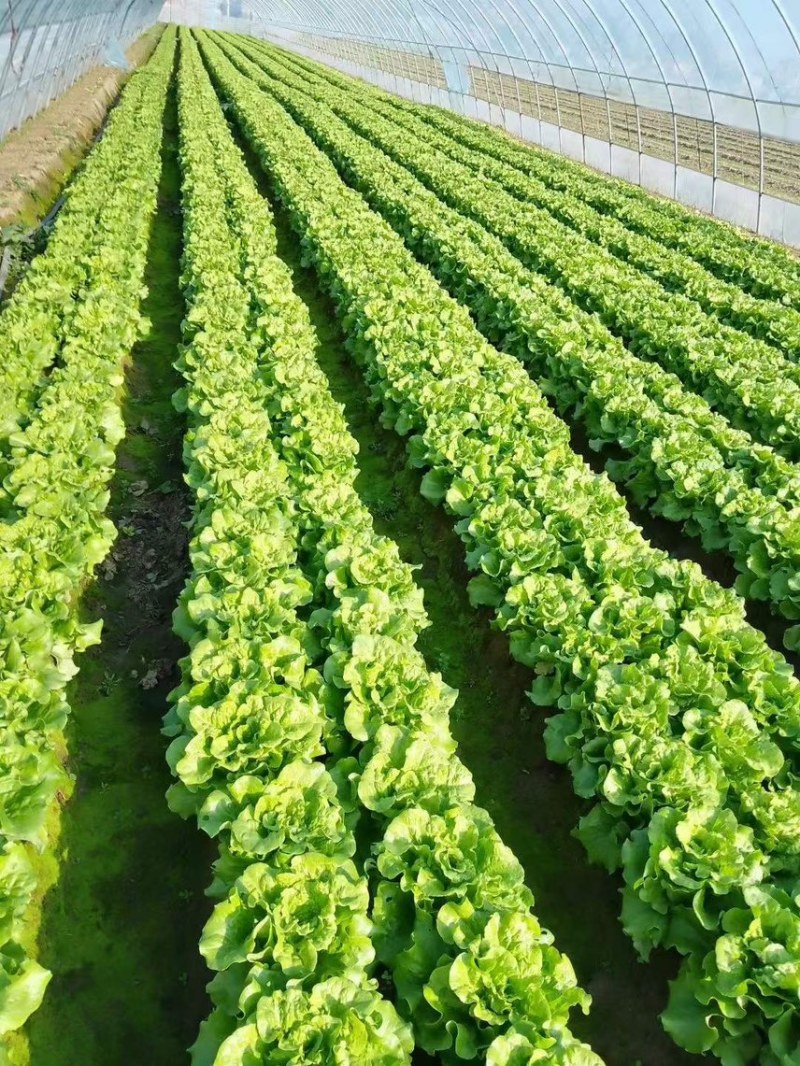 ［推荐］绿之源精品意大利生菜，全面供应大型冷库预冷