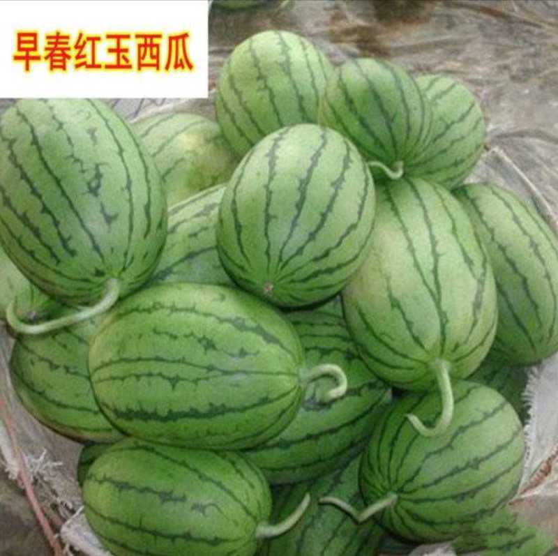 产地各早熟西瓜大上市