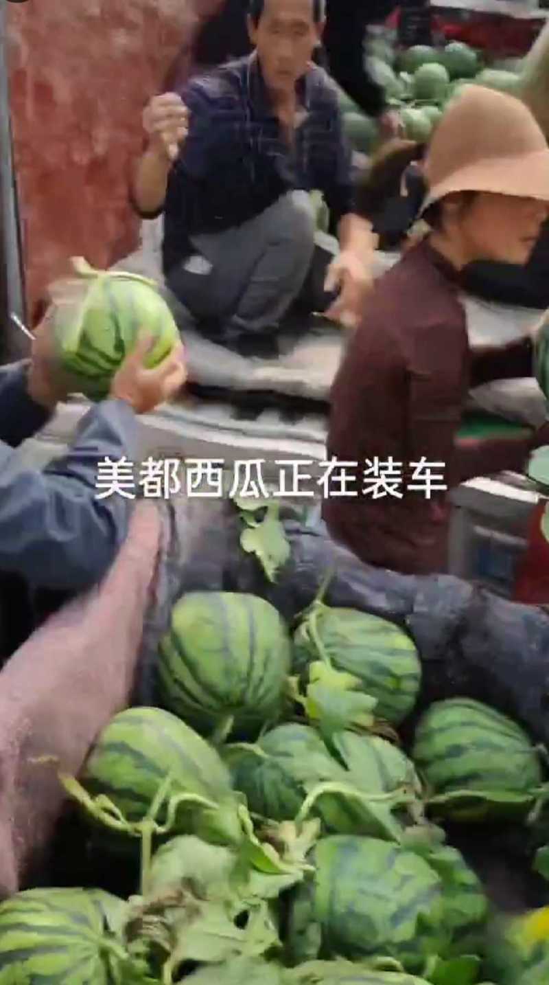 产地各早熟西瓜大上市
