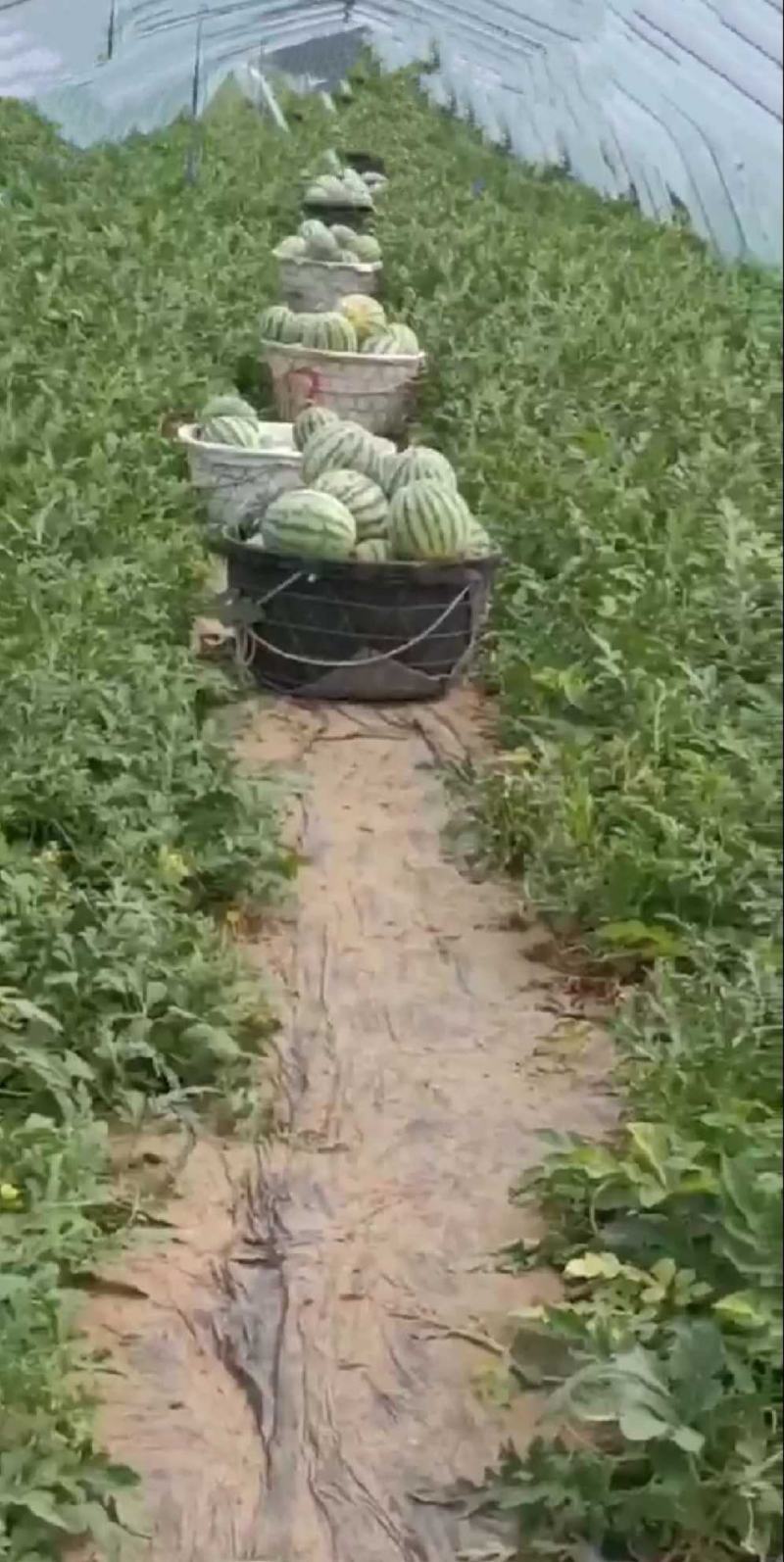 产地各早熟西瓜大上市