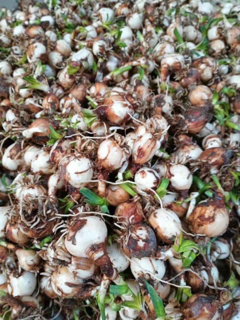 风雨兰胖丽丽5000个送1500个