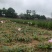 风雨兰胖丽丽5000个送1500个