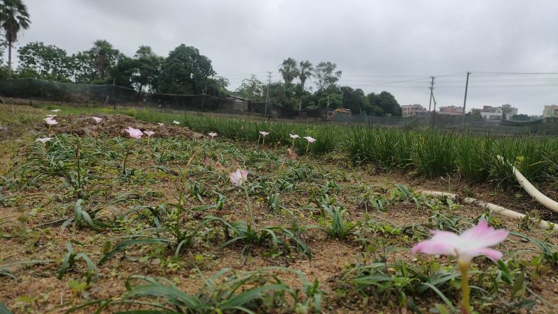风雨兰胖丽丽5000个送1500个