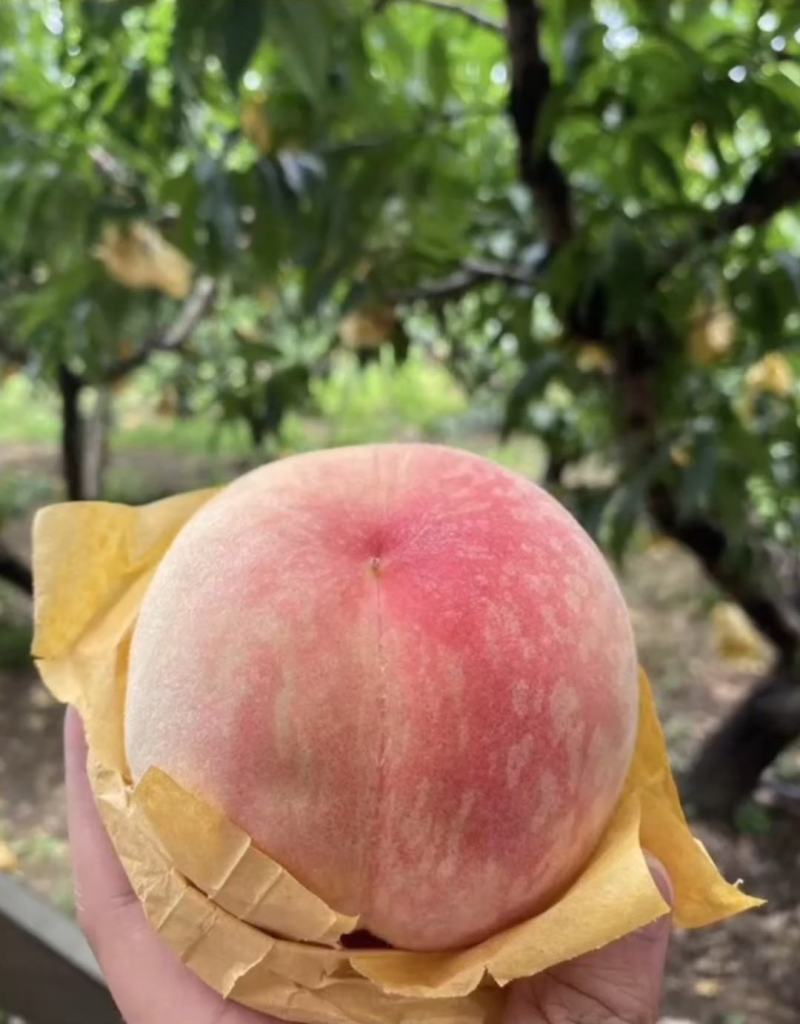 无锡水蜜桃香甜多汁新鲜现摘应季水果快速发货