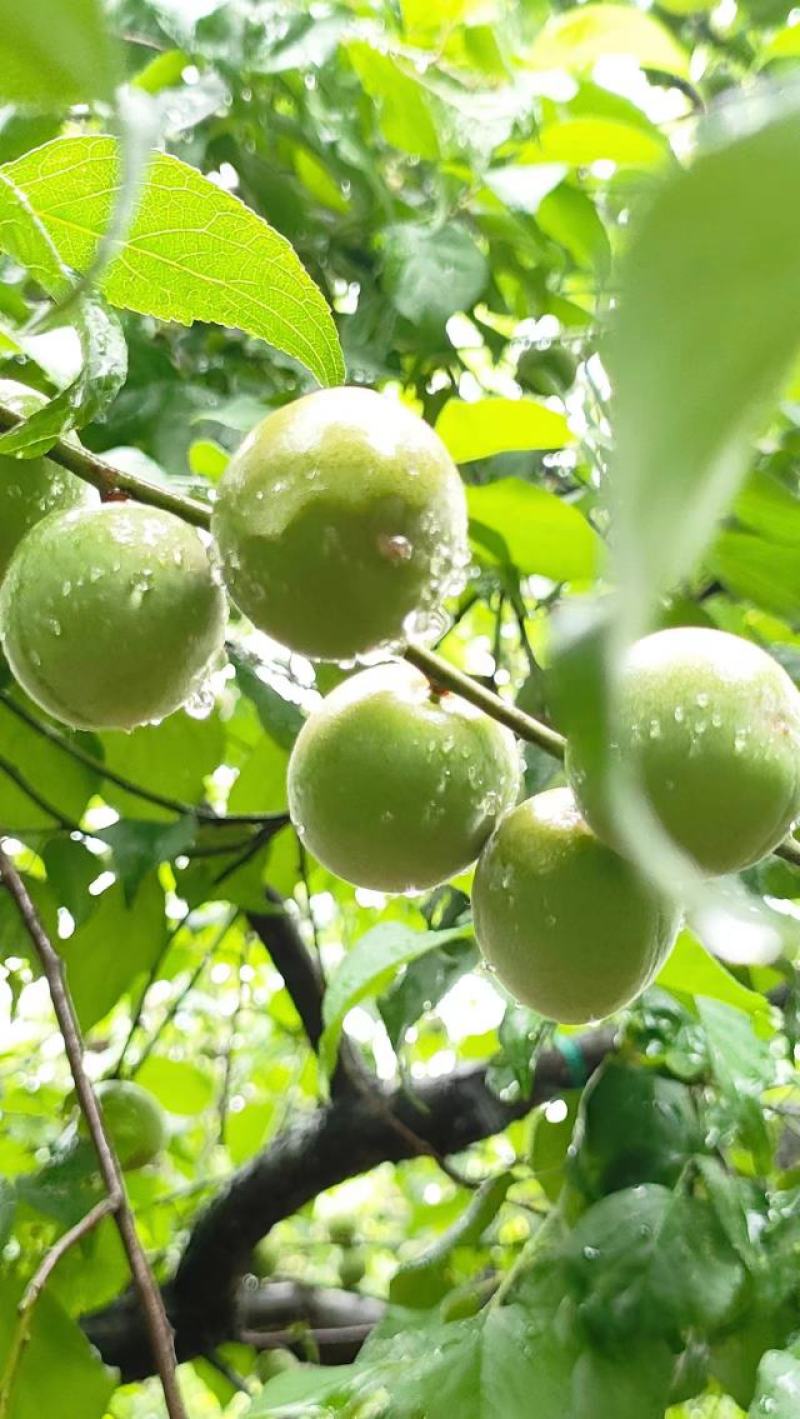 优质青梅大果