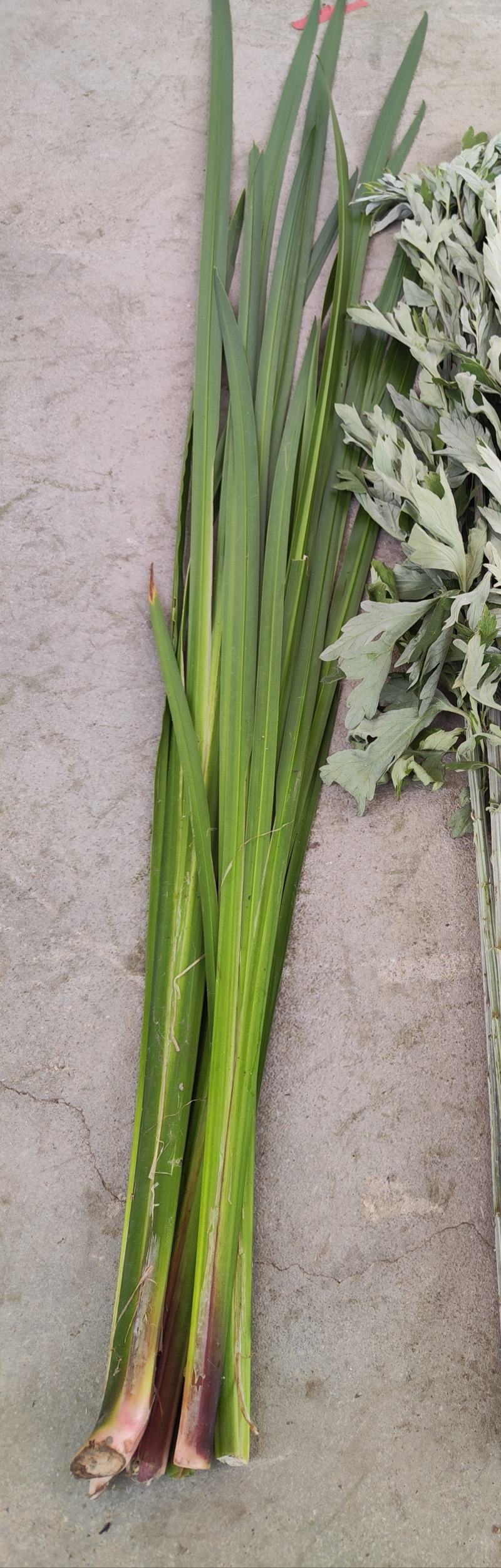 水菖蒲，菖蒲端午节