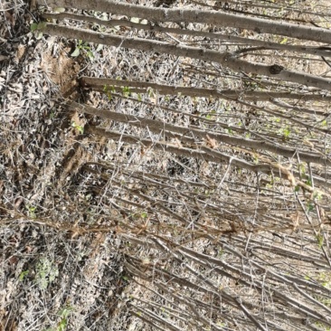白榆树苗：地径0.8—3cm，30万株。