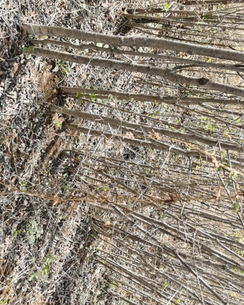 白榆树苗：地径0.8—3cm，30万株。