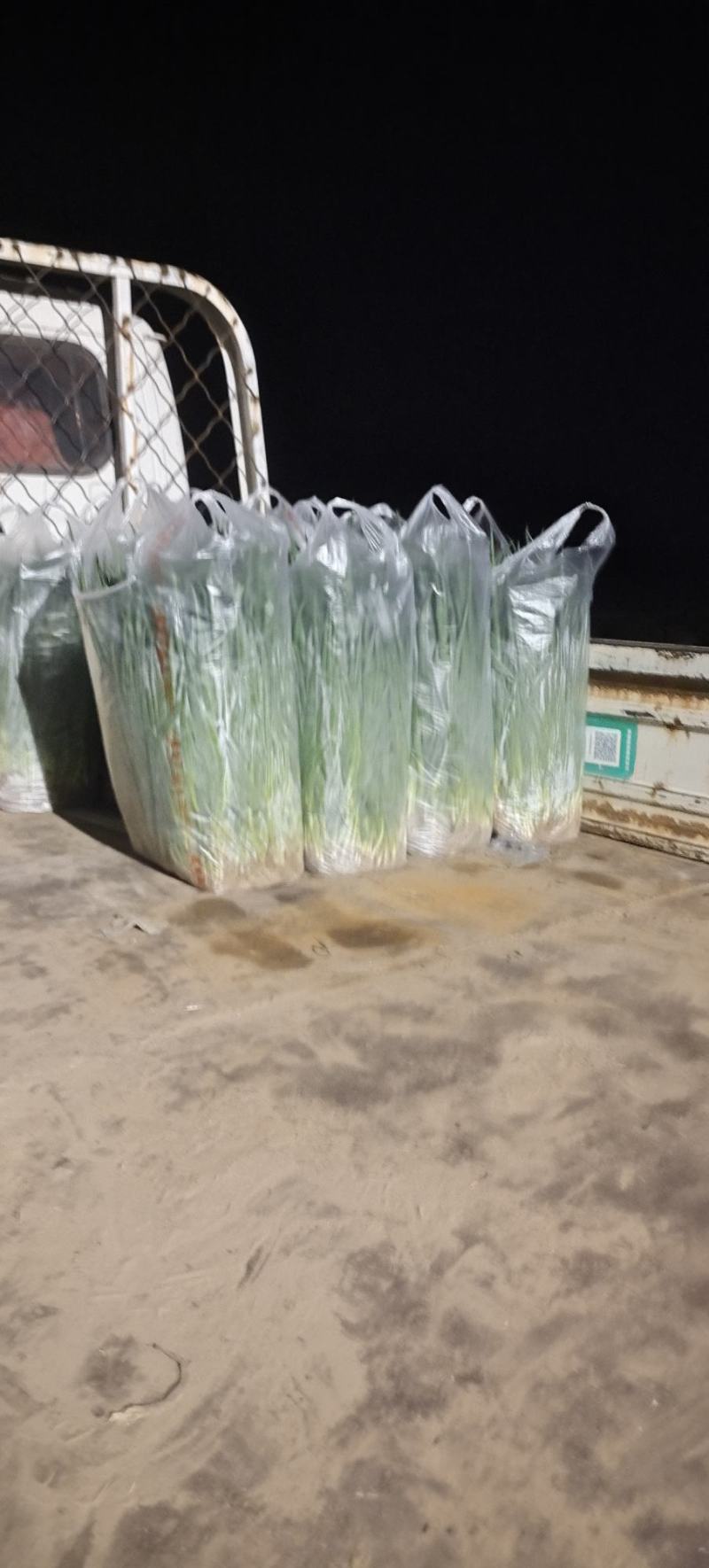 香葱小葱50~55cm