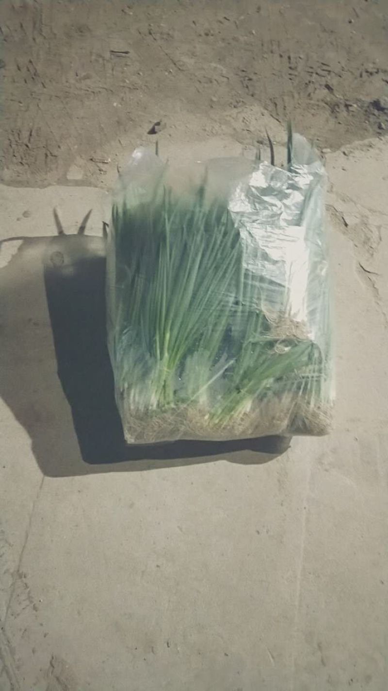 香葱小葱50~55cm