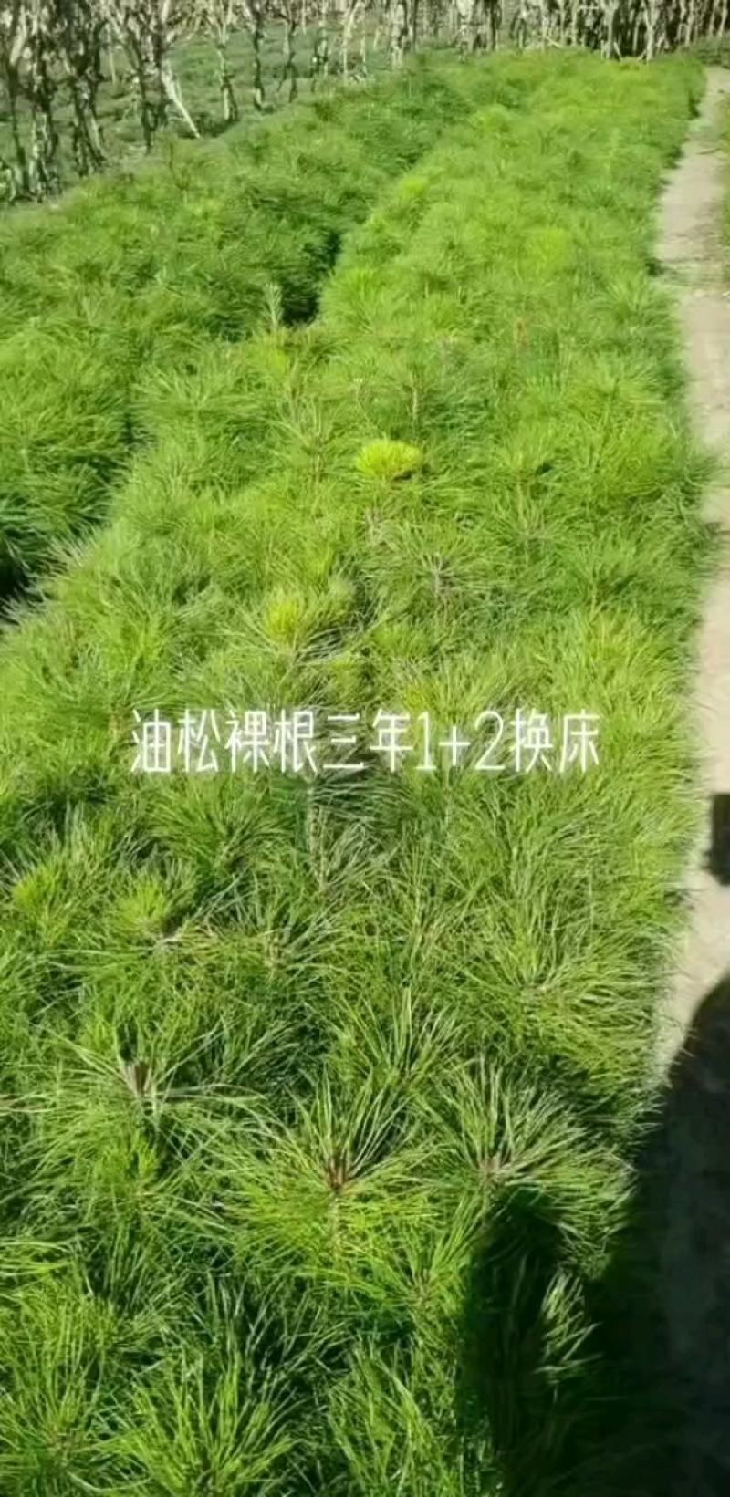 云杉，蓝杉冷杉，红豆杉，油松，樟子松