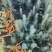 云杉，蓝杉冷杉，红豆杉，油松，樟子松