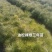 云杉，蓝杉冷杉，红豆杉，油松，樟子松